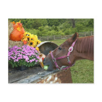 Horse Thanksgiving postcards