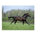 Horse Thoroughbreds, Wassl 1988, Post Card