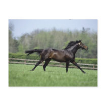 Horse Thoroughbreds, Wassl 1988, Post Card