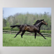 Horse Thoroughbreds, Wassl 1988, Posters