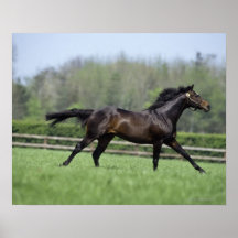 Horse Thoroughbreds, Wassl 1988, Posters
