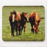 Horse Trio mousepads