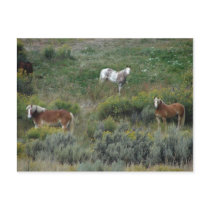 Horse Trio Post Cards