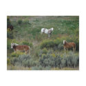 Horse Trio postcards
