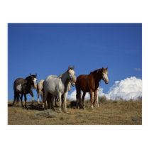 Horse Trio postcards