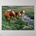 Horse Trio Print
