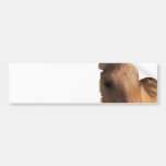 Horse Views Bumper Sticker