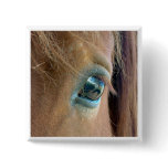 Horse Vision Pinback Button