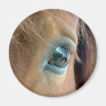 Horse Vision Fridge Magnets