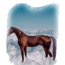 Horse walking on cloud 9, t-shirt