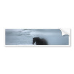 Horse walking the beach Newport Rhode Island Bumper Stickers