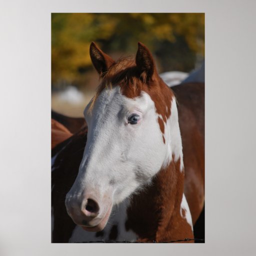 Horse Western Piebald Pinto Paint Poster Art Print Zazzle