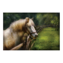 Horse - White Stallion posters