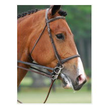 Horse with Bridle Postcard