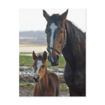 Horse with foal postcard by Thorninger Horse with foal postcard