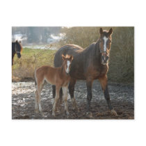Horse with foal postcard