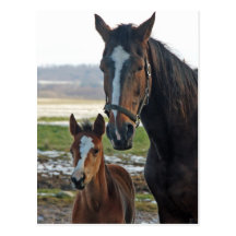 Horse with foal postcard