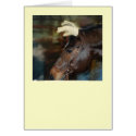 Horse with Gloves on his ears cards
