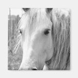 Horse with Grass Fridge Magnets