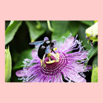 Horsefly on Passion Flower Canvas Print posters