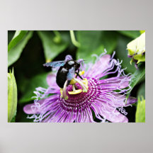 Horsefly on Passion Flower Canvas Print