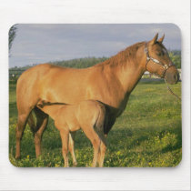 Horses 203 Mousepad