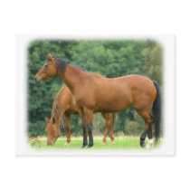 Horses 9A81D-10 postcards