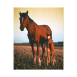 Horses, a Mare and Colt Stretched Canvas Print