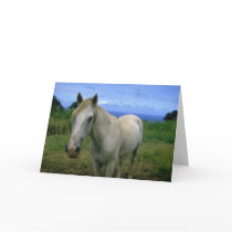 Horses adorably cute cards