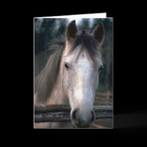 Horses adorably cute cards