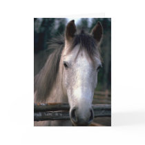 Horses adorably cute cards