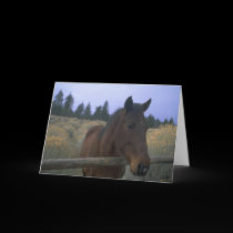 Horses adorably cute cards