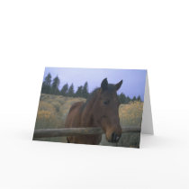 Horses adorably cute cards