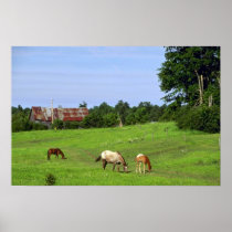 Horses And Colt Poster
