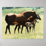 Horses and Foal Picture Print