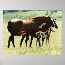 Horses and Foal Picture Print