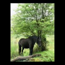 HORSES AND PONIES posters