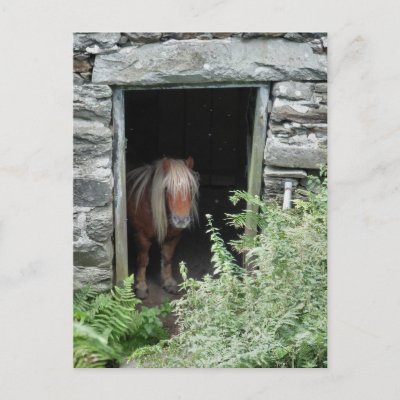 horses and ponies pictures. HORSES AND PONIES UK by