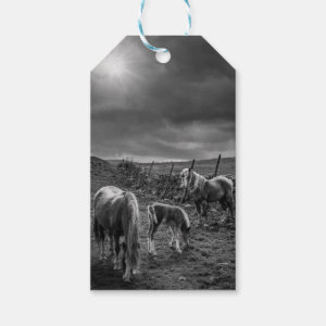 Horses and Pony Gift Tag