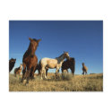 Horses and Shadows postcards