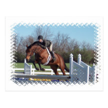 Horses and Show Jumping Postcard