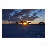 Horses are from Heaven print