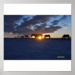 Horses are from Heaven Posters