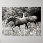 Horses at Liberty Poster