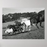 Horses At Play Poster