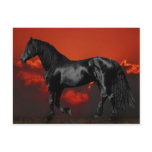 Horses at silhouette at sunset post cards