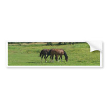 Horses bumper stickers