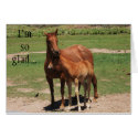 Horses cards by sumiko Horses cards