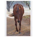 Horses coming home flyers