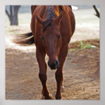 Horses coming home posters